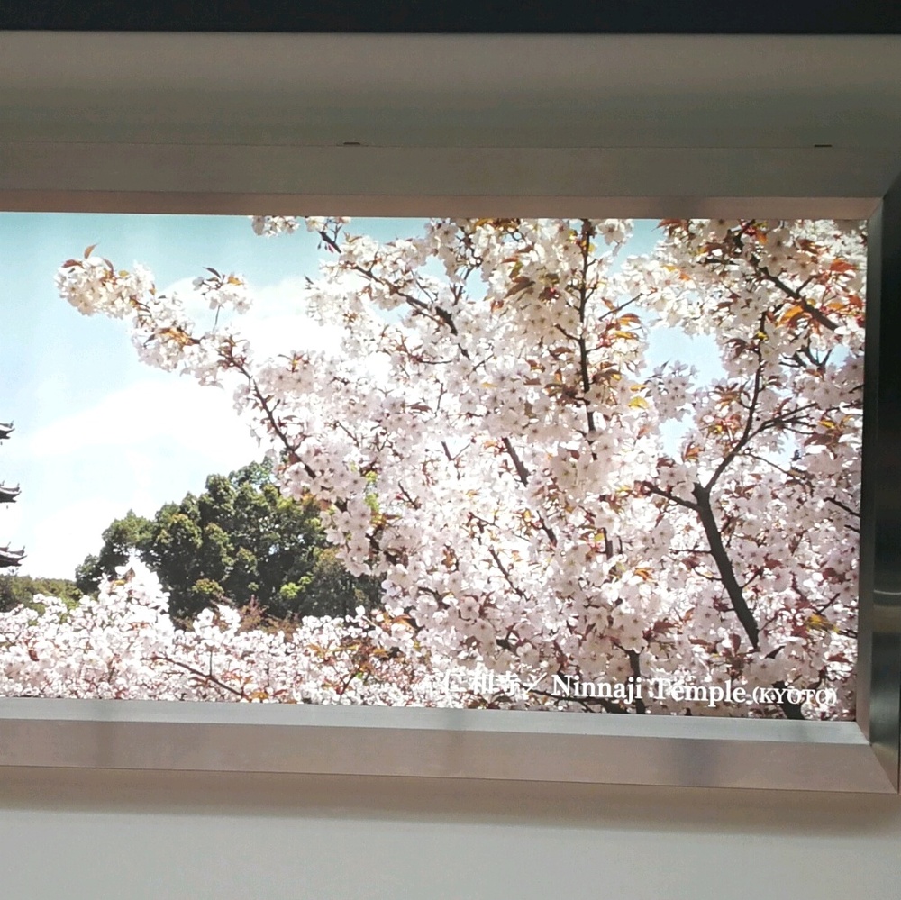 Meet your Posher, Yurie